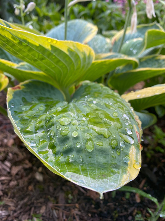 Ocean Irrigation - Early August 2026